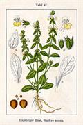 hedge nettle